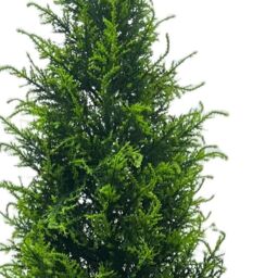 Leaf Cypress Cedar Topiary Tree UV Resistant Outdoor 150cm in Green - thumbnail 2