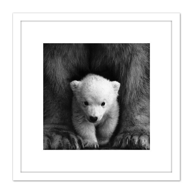 Artery8 Bear Cub Black White Animal Photo 8X8 Inch Square Wooden Framed Wall Art Print Picture with Mount - image 1