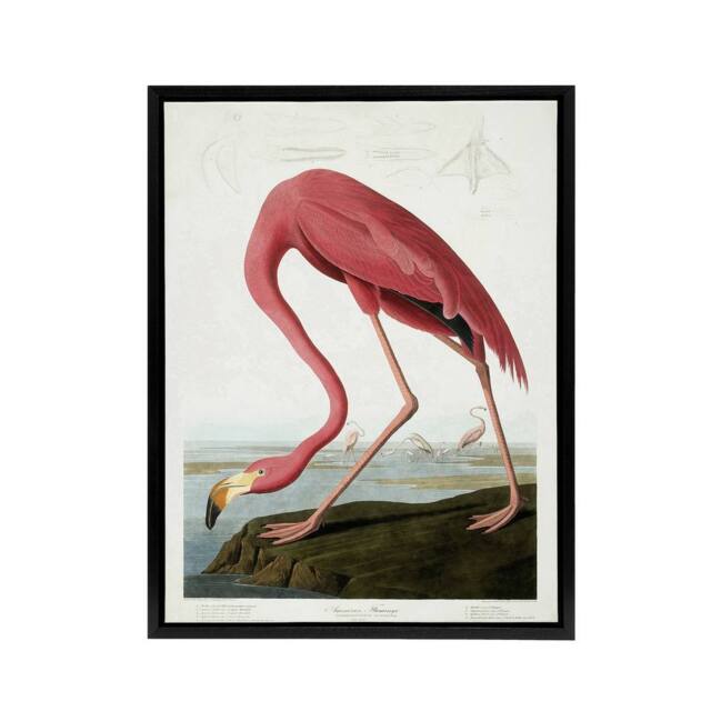 "Artery8 Audubon American Flamingo in Coastal Landscape Framed Canvas Wall Art in Pink - Size: W12"" x H16""" - image 1