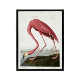 "Artery8 Audubon American Flamingo in Coastal Landscape Framed Canvas Wall Art in Pink - Size: W12"" x H16""" - thumbnail 1