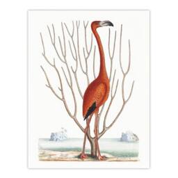 "Artery8 Flamingo Bird Vintage Illustration Catesby Wall Art Poster Print in White - Size: W24"" x H32""" - thumbnail 1