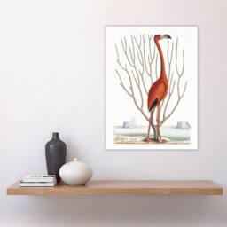 "Artery8 Flamingo Bird Vintage Illustration Catesby Wall Art Poster Print in White - Size: W24"" x H32""" - thumbnail 4