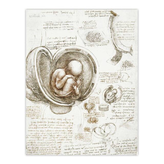 "Artery8 Studies of the Foetus in the Womb da Vinci Wall Art Print Poster in Beige - Size: W12"" x H16""" - image 1