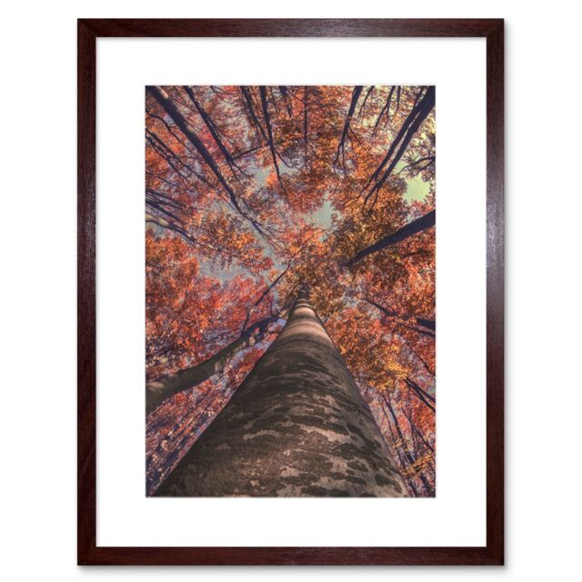 "Artery8 Wall Art Print Birch Forest in Autumn Art Framed 9x7 inch in Brown - Size: W7"" x H9""" - image 1