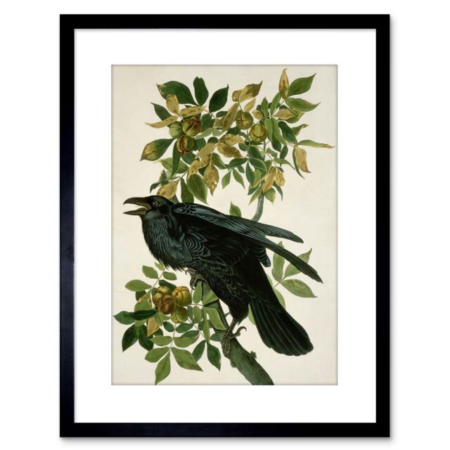 "Artery8 Wall Art Print Painting Nature Animal Bird Audubon Raven Artwork Framed 9X7 Inch in Black - Size: W7"" x H9""" - image 1