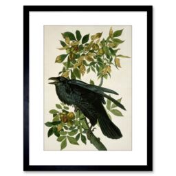 "Artery8 Wall Art Print Painting Nature Animal Bird Audubon Raven Artwork Framed 9X7 Inch in Black - Size: W7"" x H9""" - thumbnail 1