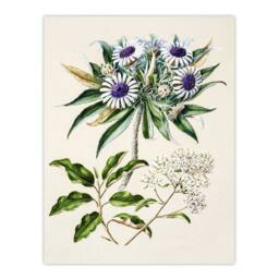 "Artery8 New Zealand Teteaweka Plant Flowers Featon Wall Art Poster Print in Beige - Size: W18"" x H24""" - thumbnail 1