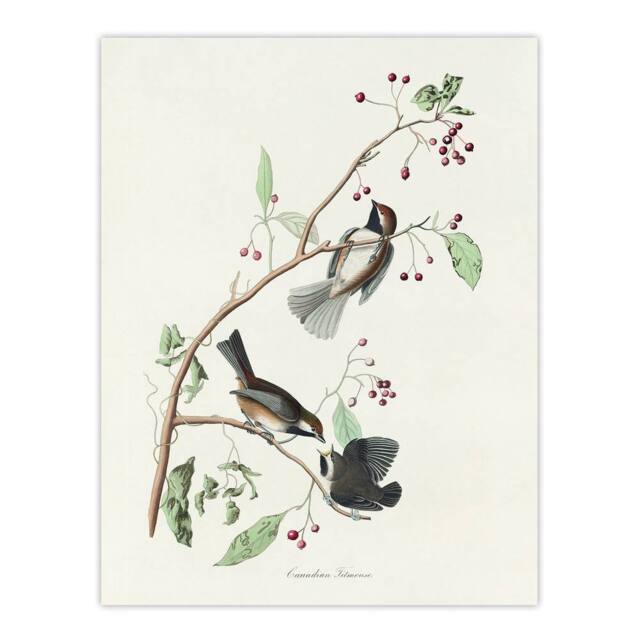 "Artery8 Canadian Titmouse Bird Audubon Nature Wall Art Print Poster in White - Size: W18"" x H24""" - image 1