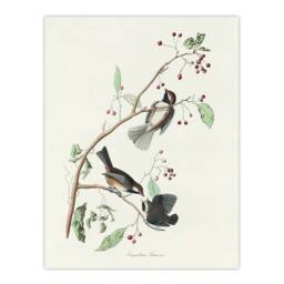 "Artery8 Canadian Titmouse Bird Audubon Nature Wall Art Print Poster in White - Size: W18"" x H24""" - thumbnail 1