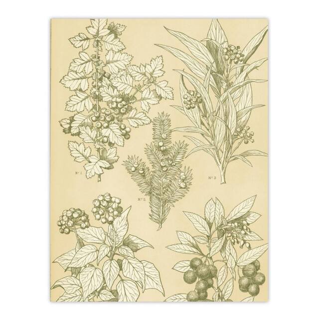 "Artery8 Leaves From Nature No 7 Botanical Jones Vintage Wall Art Print Poster in Beige - Size: W12"" x H16""" - image 1