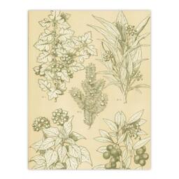 "Artery8 Leaves From Nature No 7 Botanical Jones Vintage Wall Art Print Poster in Beige - Size: W12"" x H16""" - thumbnail 1