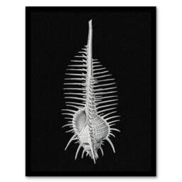 Artery8 Ernst Haeckel Framed Wall Art Print Murex Sea Shell Sketch on Black - Size: A4 - thumbnail 1