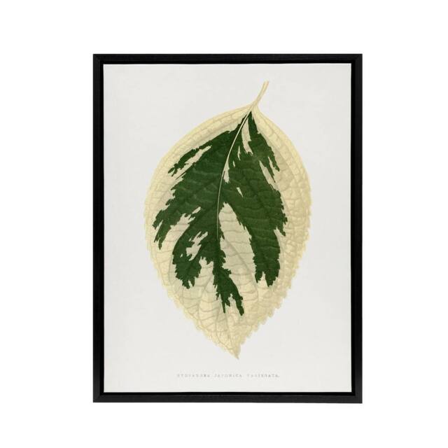 "Artery8 AF Lydon B Fawcett Hydrangea Japonica Variegata Leaf Framed Canvas Art in White - Size: W12"" x H16""" - image 1