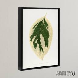 "Artery8 AF Lydon B Fawcett Hydrangea Japonica Variegata Leaf Framed Canvas Art in White - Size: W12"" x H16""" - thumbnail 2