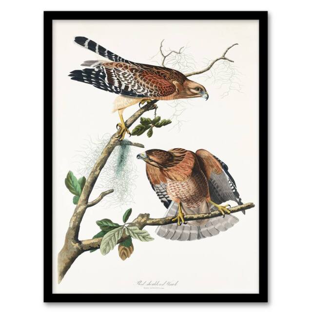 Artery8 John James Audubon Framed Wall Art Print Red Shouldered Hawk in White - Size: A4 - image 1