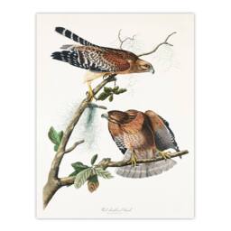Artery8 John James Audubon Framed Wall Art Print Red Shouldered Hawk in White - Size: A4 - thumbnail 3