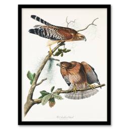 Artery8 John James Audubon Framed Wall Art Print Red Shouldered Hawk in White - Size: A4 - thumbnail 1