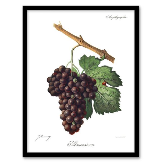 Artery8 Wine Grapes Mourvaison Ampelography Troncy Framed Wall Art Print in White - Size: A4 - image 1