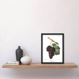 Artery8 Wine Grapes Mourvaison Ampelography Troncy Framed Wall Art Print in White - Size: A4 - thumbnail 4