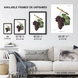Artery8 Wine Grapes Mourvaison Ampelography Troncy Framed Wall Art Print in White - Size: A4 - thumbnail 3