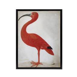 "Artery8 Merian Scarlet Ibis Bird With Egg Framed Canvas Wall Art Print in Pink - Size: W12"" x H16""" - thumbnail 1