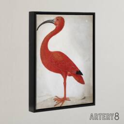 "Artery8 Merian Scarlet Ibis Bird With Egg Framed Canvas Wall Art Print in Pink - Size: W12"" x H16""" - thumbnail 2