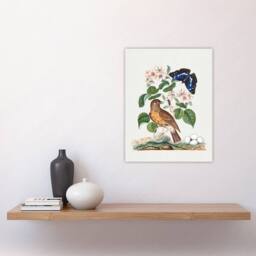 "Artery8 Spotted Flycatcher & Purple Emperor Bolton Wall Art Poster Print in White - Size: W18"" x H24""" - thumbnail 4