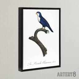 "Artery8 The Arimanon Parakeet Parrot Levaillant Framed Canvas Wall Art Print in White - Size: W12"" x H16""" - thumbnail 2