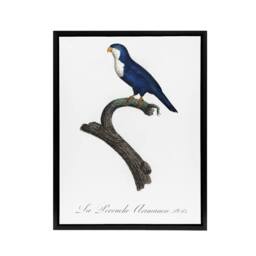 "Artery8 The Arimanon Parakeet Parrot Levaillant Framed Canvas Wall Art Print in White - Size: W12"" x H16""" - thumbnail 1