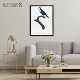 "Artery8 The Arimanon Parakeet Parrot Levaillant Framed Canvas Wall Art Print in White - Size: W12"" x H16""" - thumbnail 3