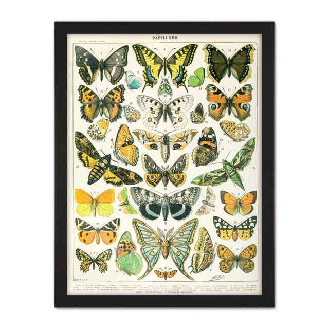 "Artery8 Wall Art Print Millot Encyclopedia Page Butterflies Moths Large Framed Wall Décor Art in Light Oak - Size: W18"" x H24""" - image 1