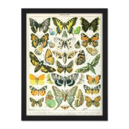 "Artery8 Wall Art Print Millot Encyclopedia Page Butterflies Moths Large Framed Wall Décor Art in Light Oak - Size: W18"" x H24""" - thumbnail 1