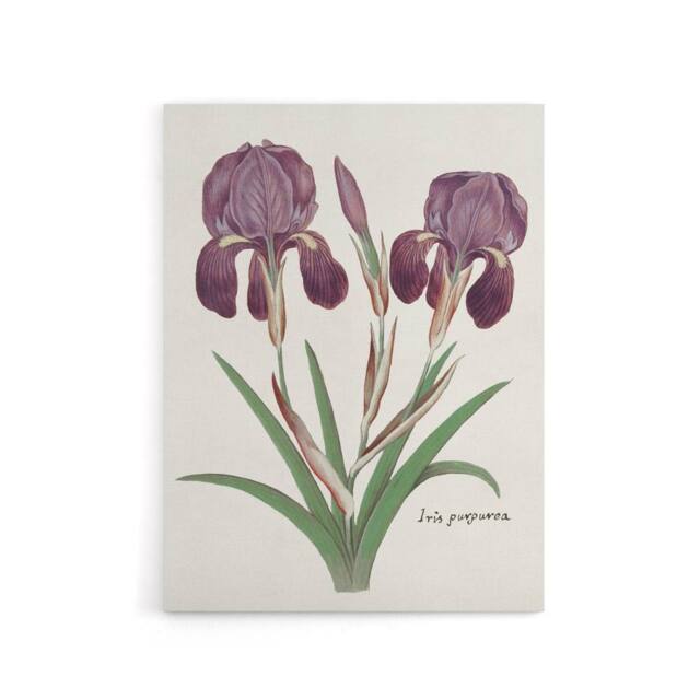 "Artery8 Purple iris germanica Anselmus de Boodt Canvas Wall Art Print in White - Size: W12"" x H16""" - image 1