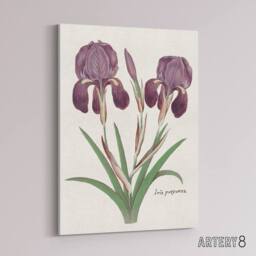 "Artery8 Purple iris germanica Anselmus de Boodt Canvas Wall Art Print in White - Size: W12"" x H16""" - thumbnail 2
