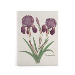 "Artery8 Purple iris germanica Anselmus de Boodt Canvas Wall Art Print in White - Size: W12"" x H16""" - thumbnail 1
