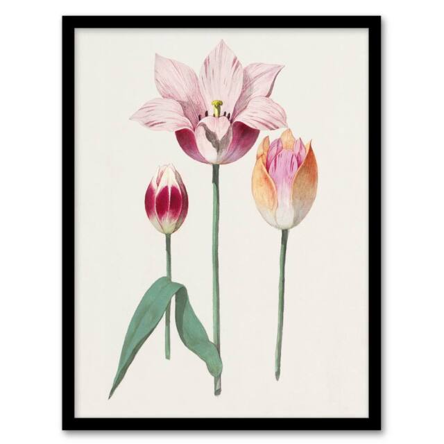 Artery8 Anselmus de Boodt Blooming Tulip Flower Illustration Framed Art Print in White - Size: A4 - image 1