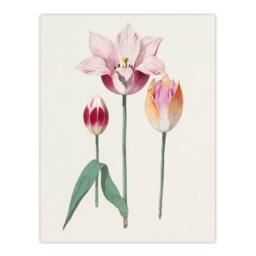Artery8 Anselmus de Boodt Blooming Tulip Flower Illustration Framed Art Print in White - Size: A4 - thumbnail 3