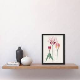 Artery8 Anselmus de Boodt Blooming Tulip Flower Illustration Framed Art Print in White - Size: A4 - thumbnail 2