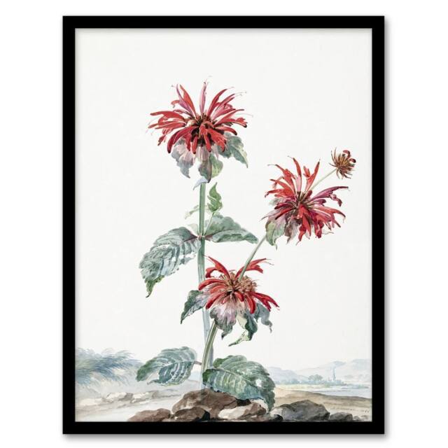 Artery8 Aert Schouman Framed Wall Art Red Bergamot Flowers in a Landscape in White - Size: A4 - image 1