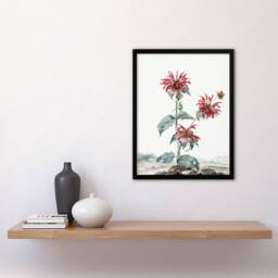Artery8 Aert Schouman Framed Wall Art Red Bergamot Flowers in a Landscape in White - Size: A4 - thumbnail 2