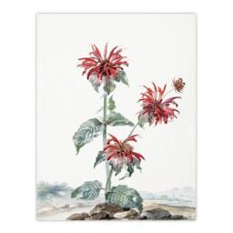 Artery8 Aert Schouman Framed Wall Art Red Bergamot Flowers in a Landscape in White - Size: A4 - thumbnail 3
