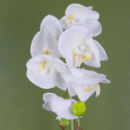 Leaf 46cm Artificial Orchid White & Gold - thumbnail 2