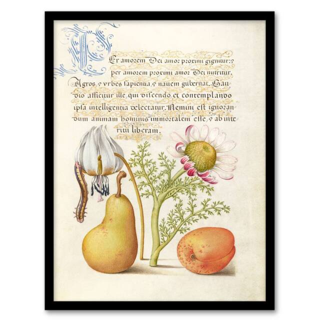 Artery8 Model Book of Calligraphy Framed Wall Art Caterpillar Flowers & Fruit - Size: A4 - image 1