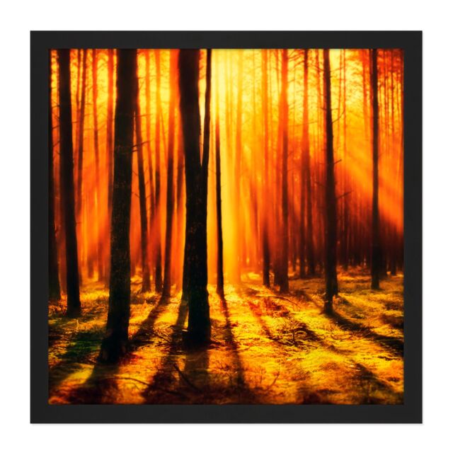 "Artery8 Wall Art Print Forest Sunset Nature Photograph Square Framed Picture 16X16 Inch in Black - Size: W16"" x H16""" - image 1