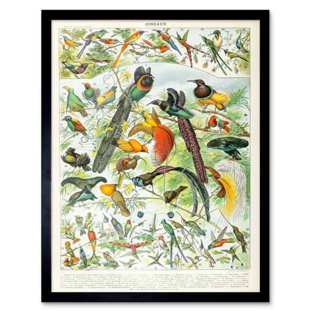 "Artery8 Millot Encyclopedia Page Birds Paradise 12x16"" Framed Wall Art - Size: W12"" x H16""" - image 1