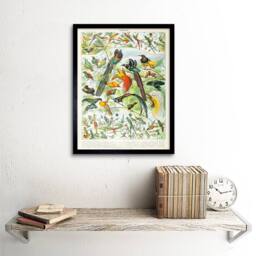 "Artery8 Millot Encyclopedia Page Birds Paradise 12x16"" Framed Wall Art - Size: W12"" x H16""" - thumbnail 2
