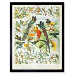 "Artery8 Millot Encyclopedia Page Birds Paradise 12x16"" Framed Wall Art - Size: W12"" x H16""" - thumbnail 1