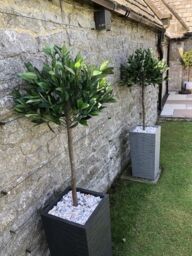Leaf 120cm Design UK Pair of Artificial Bay Topiary Ball Trees in Green - thumbnail 5