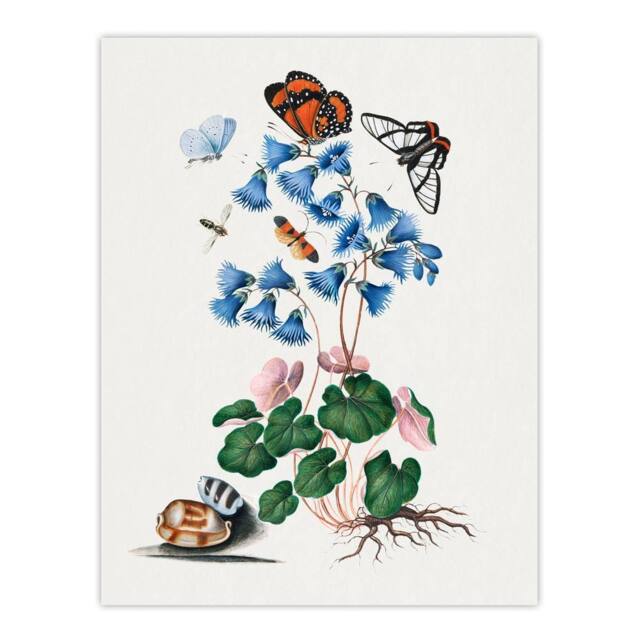 "Artery8 Soldanella Flower & Butterflies Bolton Wall Art Poster Print in White - Size: W12"" x H16""" - image 1