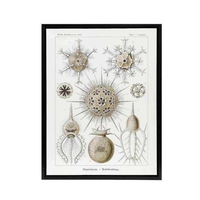 "Artery8 Phaeodaria Amoeba Haeckel Botanical Black Framed Canvas Wall Art in White - Size: W12"" x H16""" - image 1